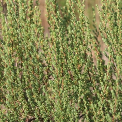 Cliffortia polygonifolia polygonifolia
