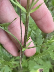 Eupatorium × pinnatifidum