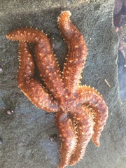 Meyenaster gelatinosus