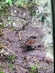 Prunella modularis occidentalis