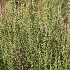 Cliffortia polygonifolia polygonifolia