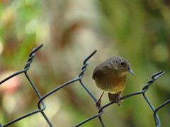 Troglodytes aedon brunneicollis