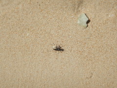 Ellipsoptera hamata pallifera