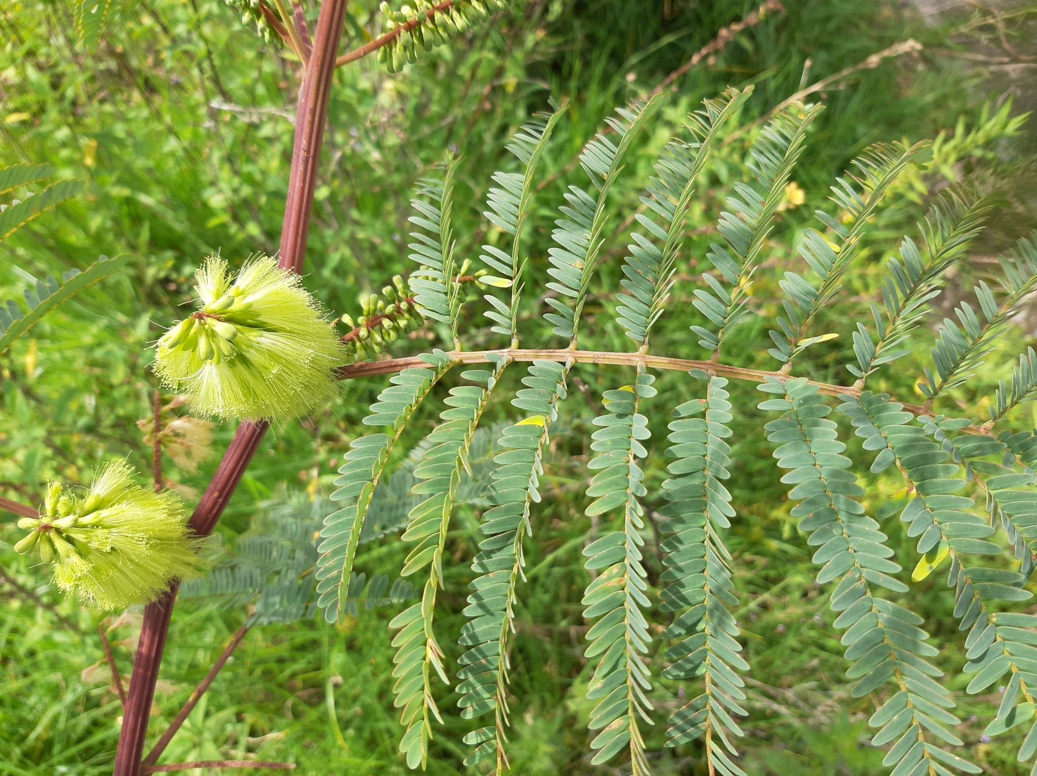 Paraserianthes lophantha image