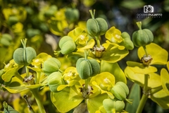 Euphorbia dendroides