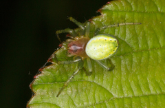 Araniella cucurbitina