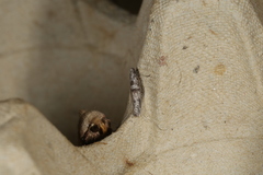 Ceromitia iolampra