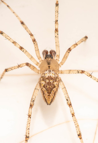 Eastern Triangular Cobweaver photo 2