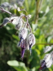 Rindera tetraspis