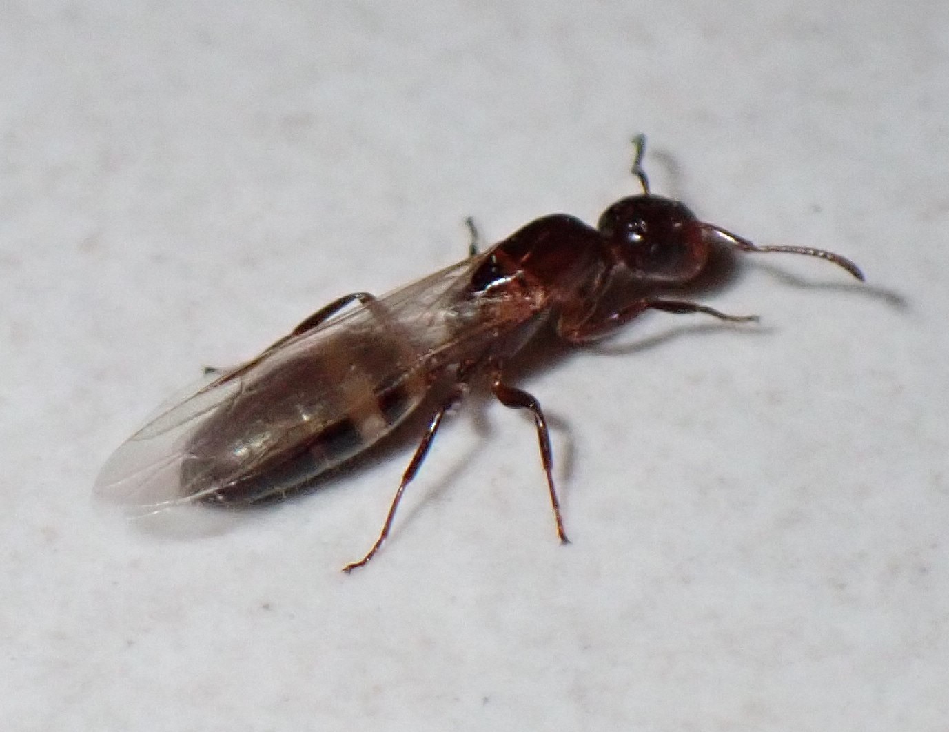 Colobopsis riehlii