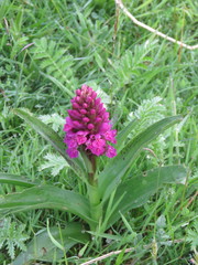 Dactylorhiza purpurella