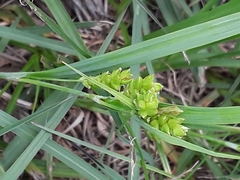 Carex meadii