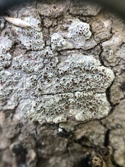 Lecanora cinereofusca