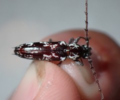 Elaphidion irroratum