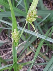Carex meadii