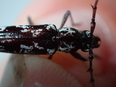 Elaphidion irroratum
