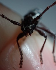 Elaphidion irroratum