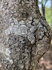 Lecanora cinereofusca