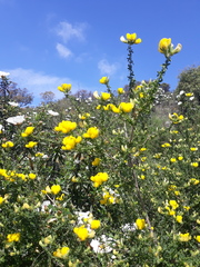 Adenocarpus telonensis