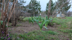 Allium aflatunense