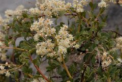 Holodiscus discolor glabrescens