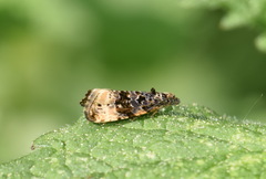 Endothenia marginana