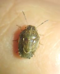 Neottiglossa lineolata