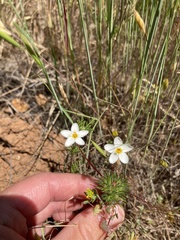 Leptosiphon jepsonii