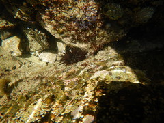 Echinometra vanbrunti
