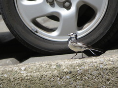 Motacilla alba lugens
