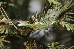 Dasineura rubiformis