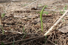 Allium aflatunense