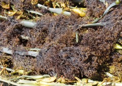 Vertebrata lanosa