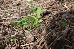 Allium aflatunense