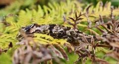 Bradypodion damaranum