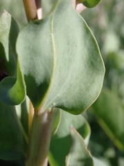 Rindera tetraspis