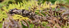 Bradypodion damaranum