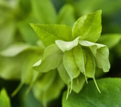 Helleborus viridis