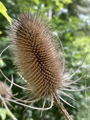 Dipsacus fullonum