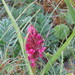 Dactylorhiza incarnata coccinea - Photo (c) Stephen Moores, some rights reserved (CC BY-NC), uploaded by Stephen Moores