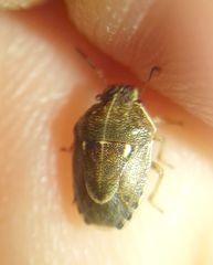 Neottiglossa lineolata