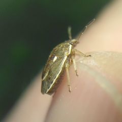 Neottiglossa lineolata