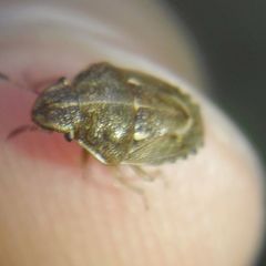 Neottiglossa lineolata