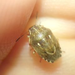 Neottiglossa lineolata