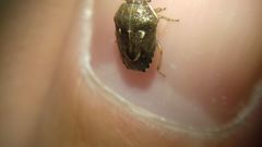 Neottiglossa lineolata