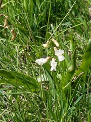 Lathyrus pannonicus