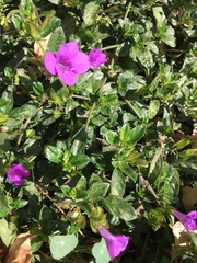 Barleria obtusa
