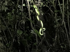 Bothriechis lateralis