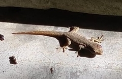 Lygodactylus capensis