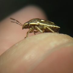 Neottiglossa lineolata